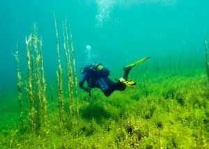 BUCEO EN LAS LAGUNAS DE RUIDERA