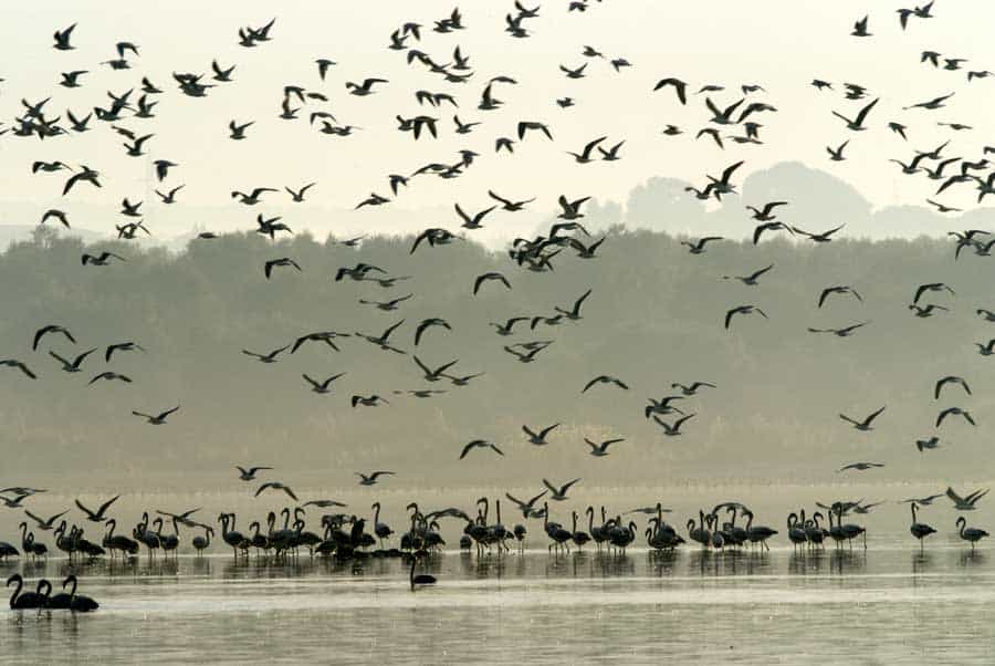 avistamiento de aves