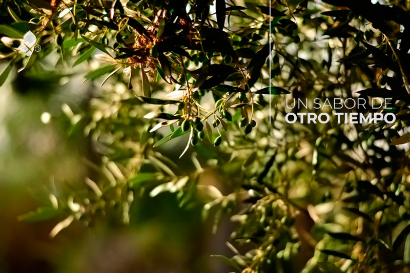 aceite ecológico