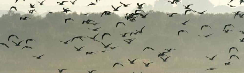 avistamiento de aves