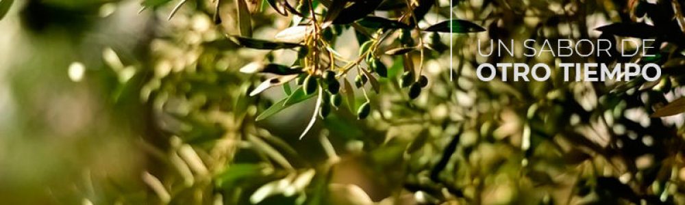 Que-aceituna-es-mejor-para-el-aceite-800x390